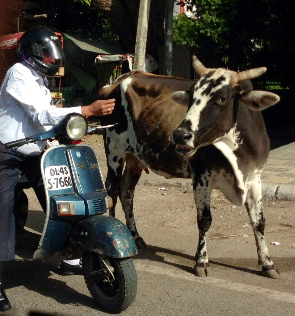 Der Weg zur Arbeit im ARD Studio ist jeden Tag eine Herausforderung. Eine Strecke dauert 1 1/2h Stunden und die Kühe sind in Delhis Verkehr noch das kleinste Übel. 